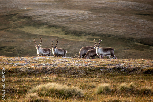 kleine rentier herde in norwegen photo