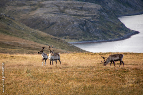 kleine rentier herde in norwegen