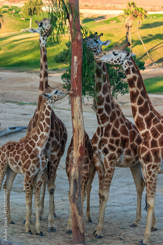 Photography Four giraffes are standing around a tree, eating leaves