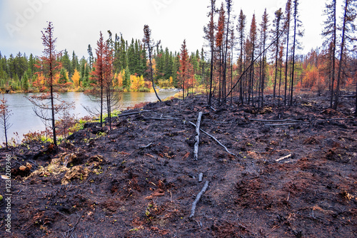 A forest fire has burned down a large area of trees