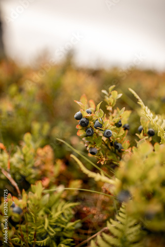 Obraz na płótnie wilde Heidelbeeren in norwegen