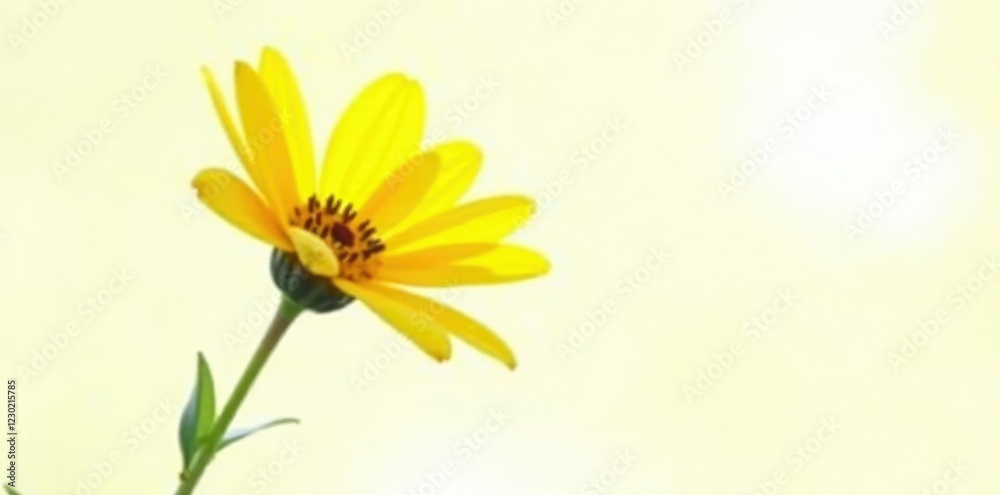 Solo sunshine flower stem bright yellow isolated, flower, nature, bloom Solo sunshine flower stem bright yellow isolated, flower, nature, bloom