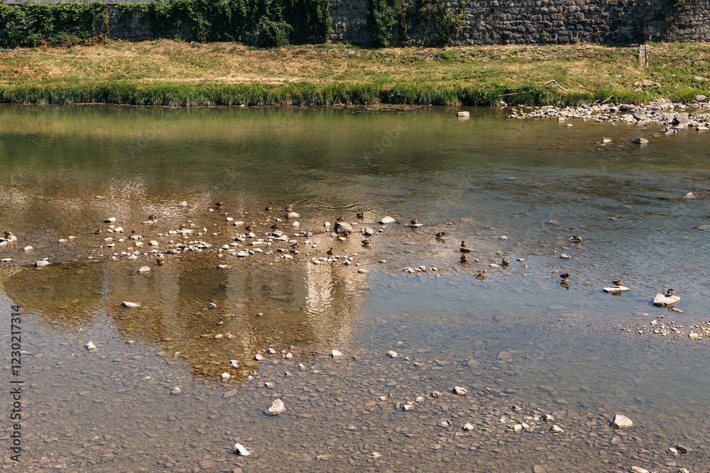Fototapeta premium Resting ducks are perched on rocks in a shallow river, while the clear water reflects a stone building under the bright sun, creating a tranquil and picturesque scene. Animal, summer
