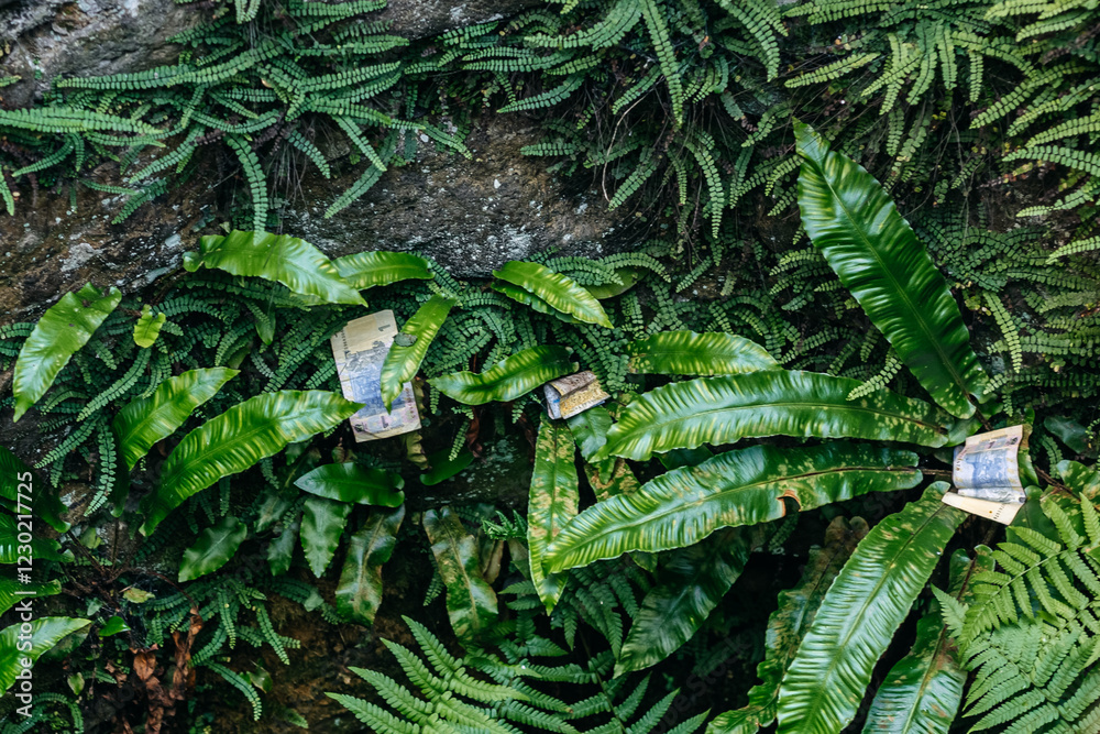Folded and slightly worn paper money seems to grow amidst vibrant green ferns, creating a surreal juxtaposition of nature and finance in a tropical forest setting Folded and slightly worn paper money seems to grow amidst vibrant green ferns, creating a surreal juxtaposition of nature and finance in a tropical forest setting
