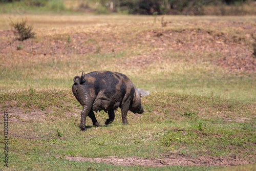 Chancho photo