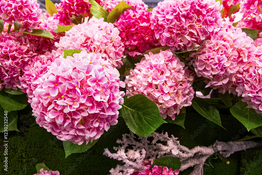 Bouquet of fresh Hydrangea macrophylla large leaved. Colorful floral background. Bouquet of fresh Hydrangea macrophylla large leaved. Colorful floral background.