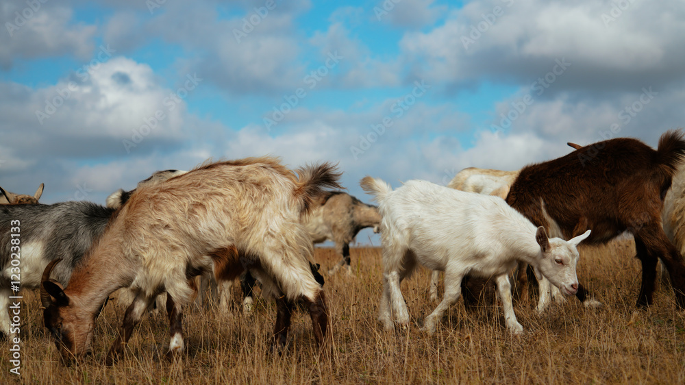 Herd of Goats Grazing in a Field Under a Blue Sky Herd of Goats Grazing in a Field Under a Blue Sky
