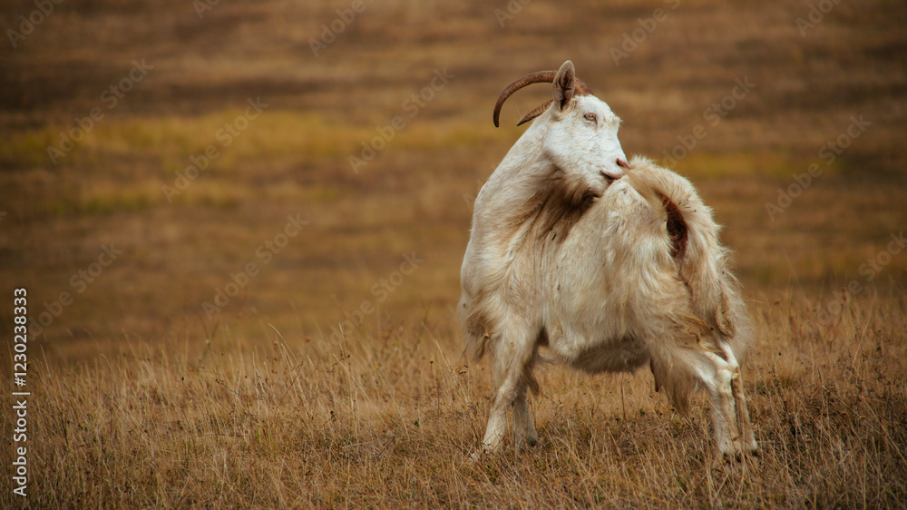Obraz premium A herd of goats grazing in a dry field.