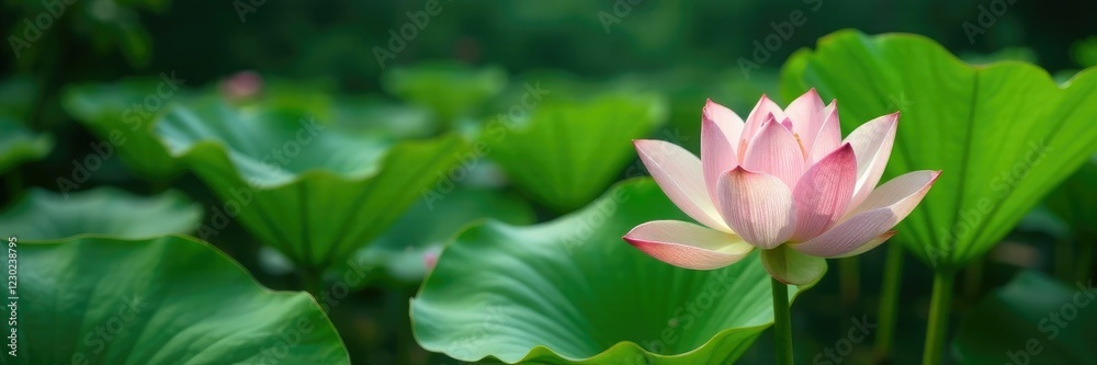Fresh green lotus leaves swaying gently in the water, serenepond, peacefulgarden, meditate Fresh green lotus leaves swaying gently in the water, serenepond, peacefulgarden, meditate