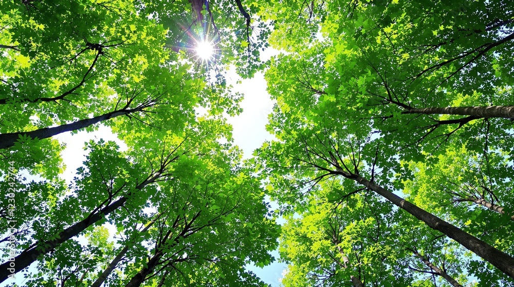 Fototapeta premium looking up at green tree tops in a serene forest
