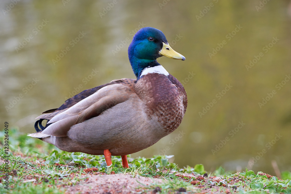 Obraz premium Mallard Male Duck close-up ( Anas platyrhynchos )
