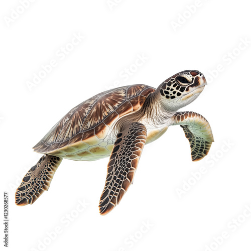 A highly detailed sea turtle with orange-brown hues swimming gracefully, isolated on a white background. Perfect for marine and wildlife-themed designs.
