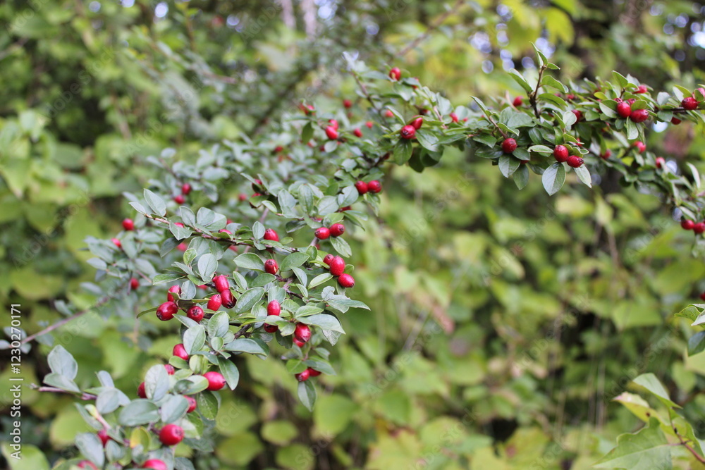 Obraz premium red berries on a bush