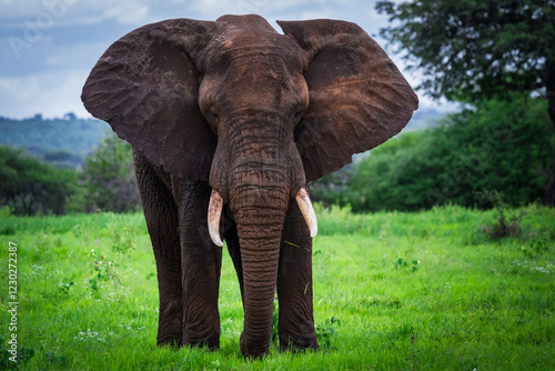 Front View of a Powerful African Elephant photo
