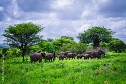 Elephant Herd Roaming the African Savanna photo