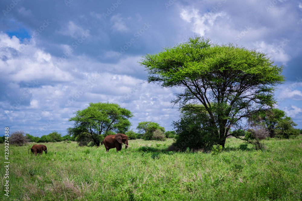 Elephants Roaming Under Acacia Trees in the Wild Elephants Roaming Under Acacia Trees in the Wild