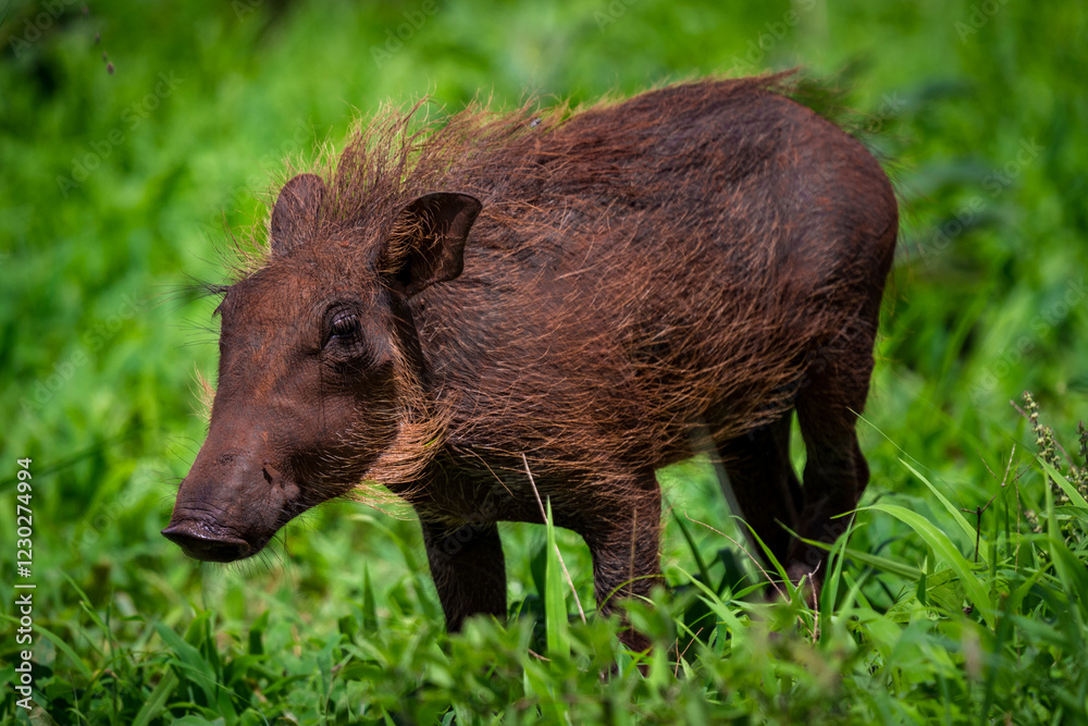Young Warthog in Lush Green Grassland Young Warthog in Lush Green Grassland