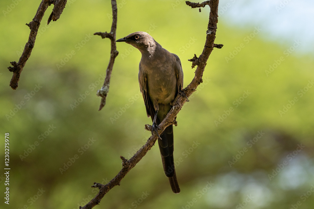 Small Brown Bird Perched on a Branch Small Brown Bird Perched on a Branch