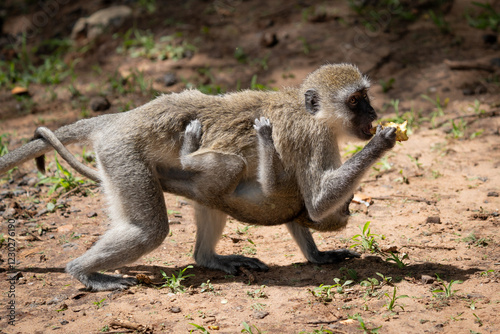 Mother Vervet Monkey Eating with Baby Attached