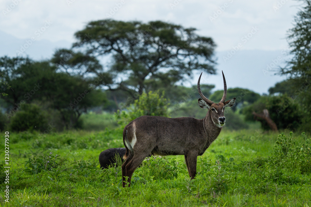 Majestic Waterbuck in the African Wilderness Majestic Waterbuck in the African Wilderness