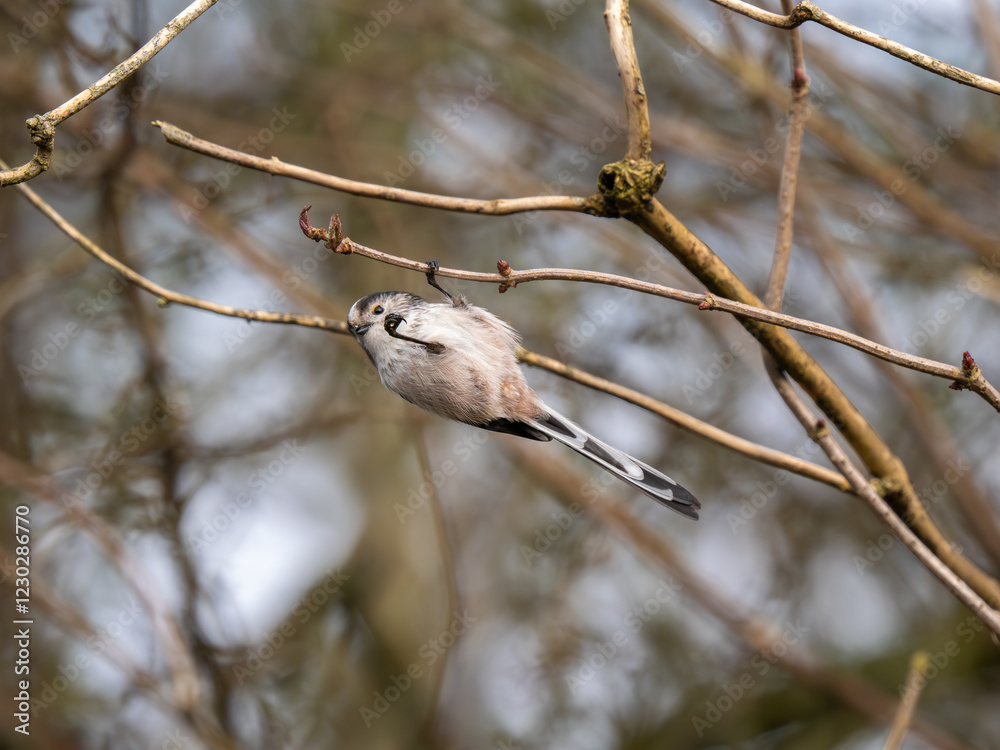 Fototapeta premium Long-tailed tit feeding upside down