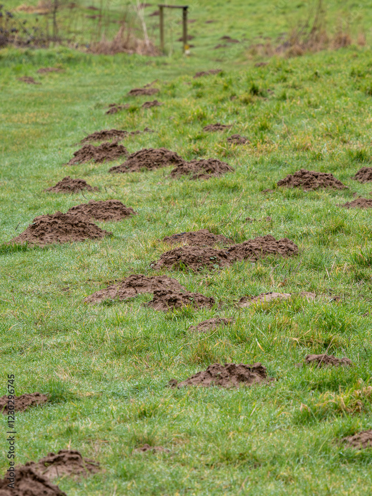 Mole Hills in a Meadow Mole Hills in a Meadow