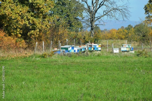 lots of beehives in the meadow