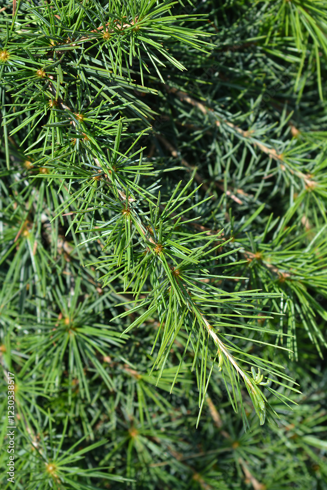 Deodar cedar branch Deodar cedar branch