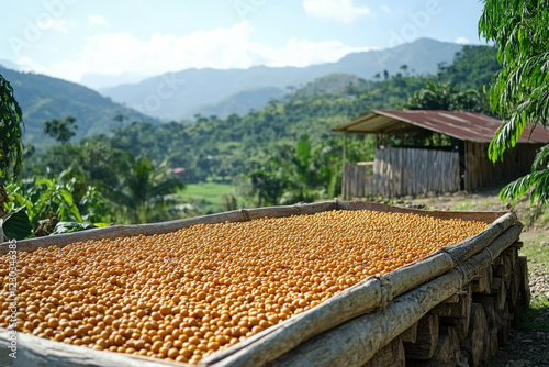 Guatemala Coffee
