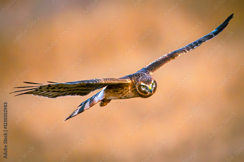 A wild northern harrier hunting in a field at a state park in Colorado during sunset.