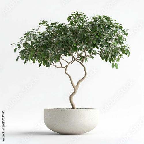 Potted Tree Isolated