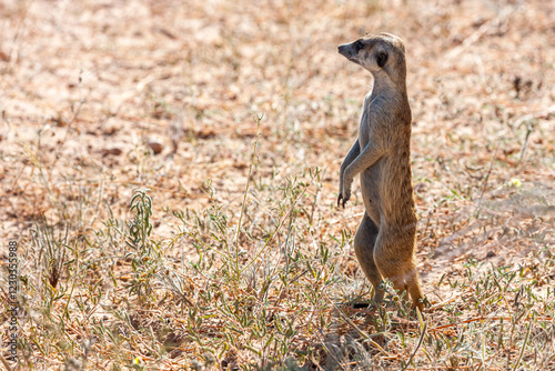 South Africa, Botswana, Kgalagadi Transfrontier Park, Meerkat - Suricate (Suricata suricatta)