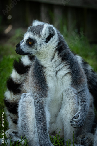 Lemur Katta