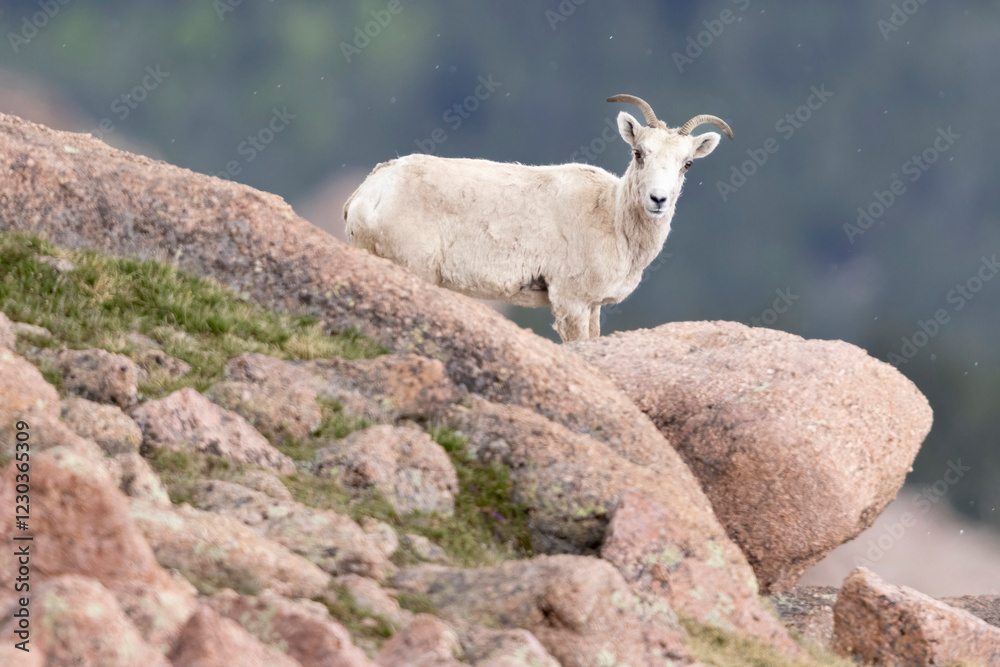 A wild mountain goat on the top of Pikes Peak in Colorado.