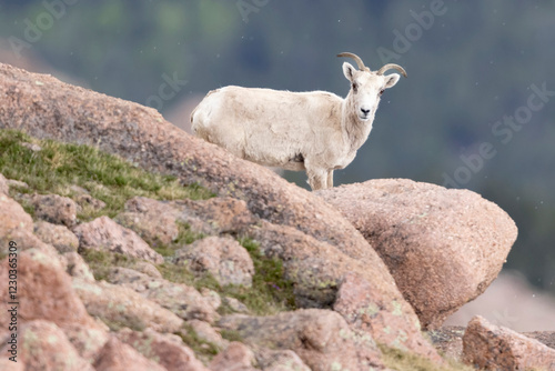 Obraz na płótnie A wild mountain goat on the top of Pikes Peak in Colorado. w salonie