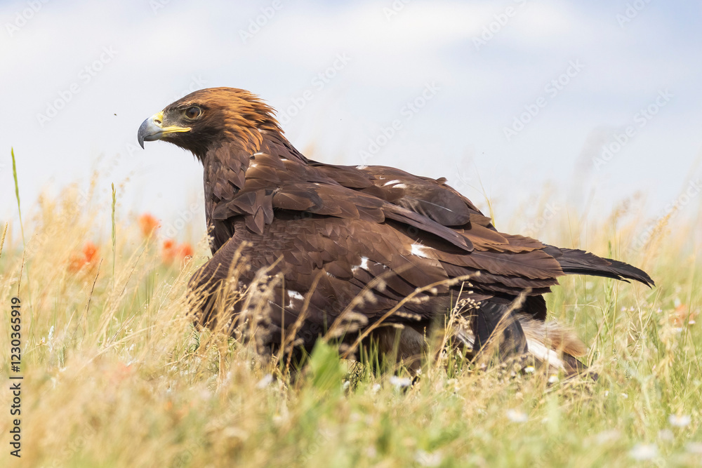 Fototapeta premium A wild golden eagle in a field in Colorado.