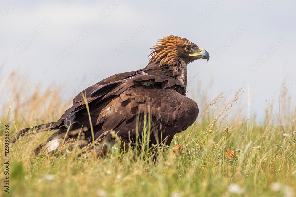 Fototapeta premium A wild golden eagle in a field in Colorado.