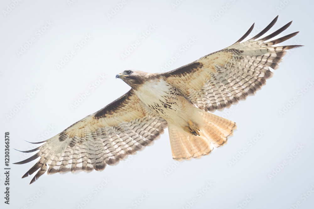 Fototapeta premium A wild red-tailed hawk flying over a field in Colorado.