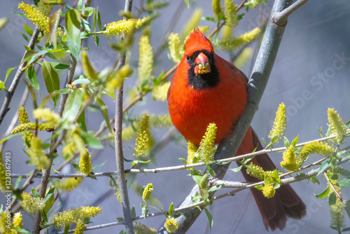 A wild northern cardinal perched in a tree in Ohio.