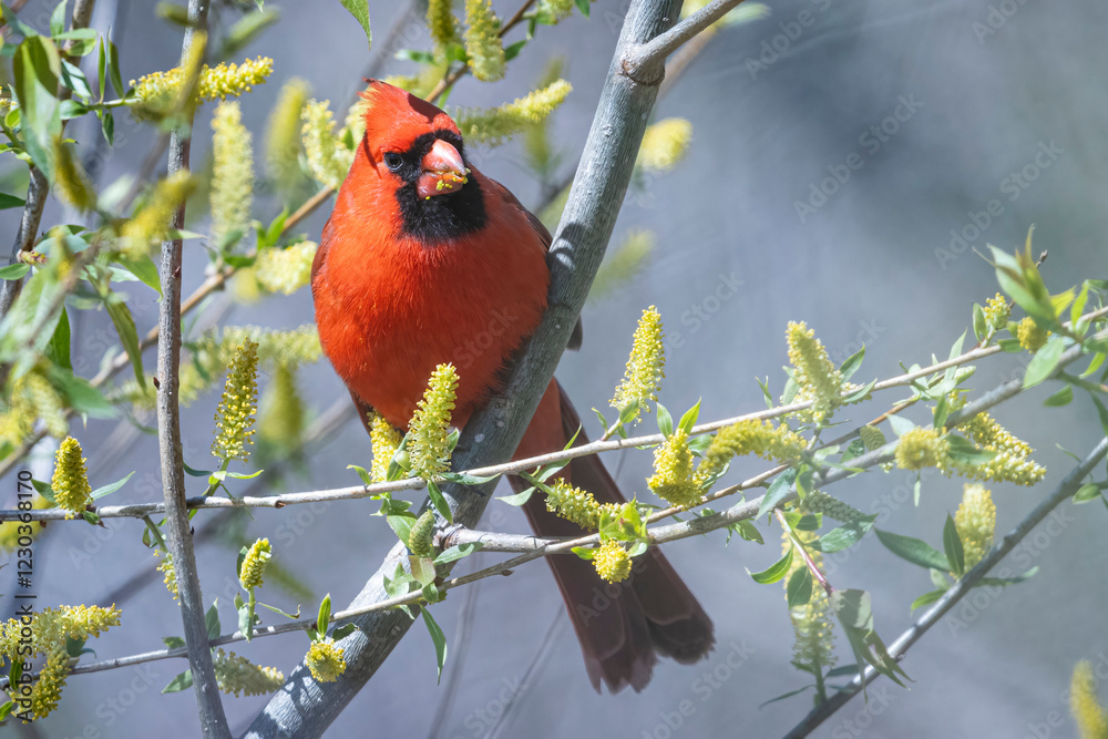 A wild northern cardinal perched in a tree in Ohio.
