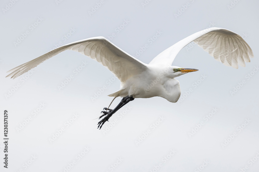 Obraz premium A wild great egret fishing along a stream in Magee Marsh Wildlife Area in Ohio.