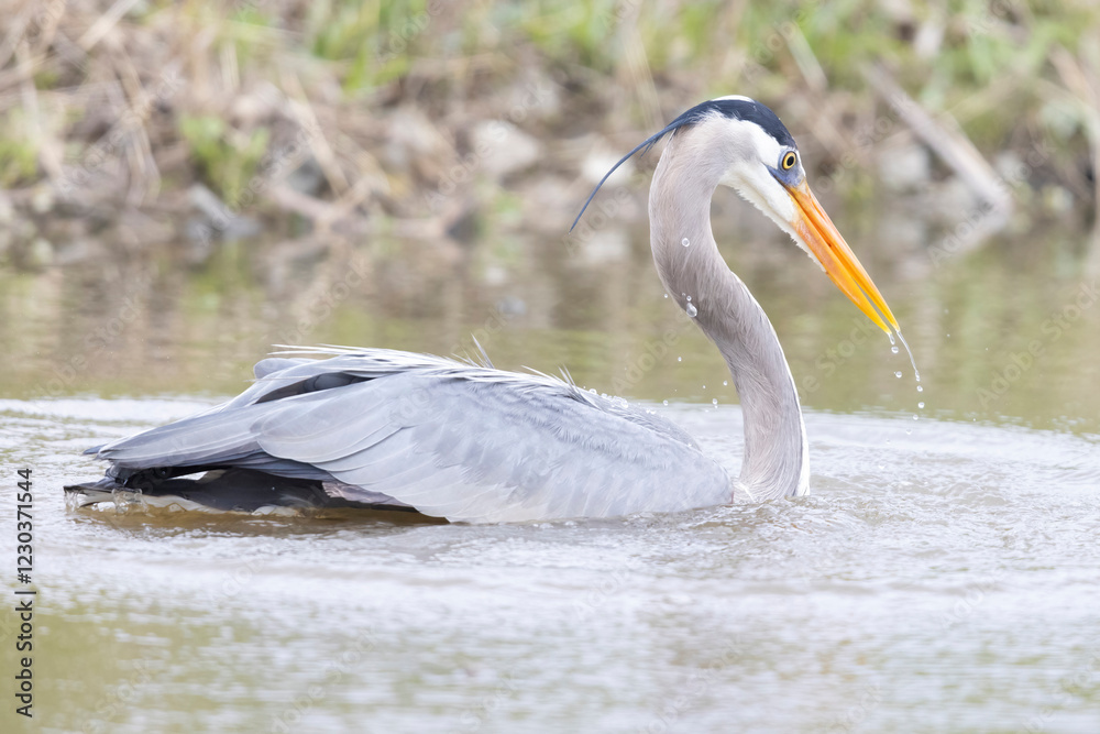 Obraz premium A wild great blue heron fishing along a stream in Magee Marsh Wildlife Area in Ohio.