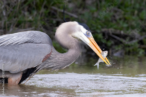 A wild great blue heron fishing along a stream in Magee Marsh Wildlife Area in Ohio.