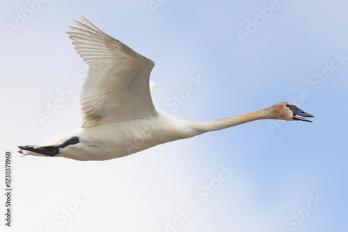 Fototapeta Naklejka Na Ścianę i Meble -  Wild trumpeter swan by a stream in Magee Marsh Wildlife Area in Ohio.