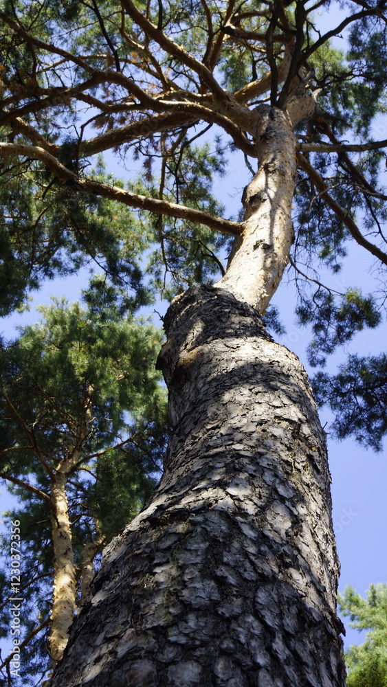 Fototapeta premium Crowns of tall pines against the blue sky