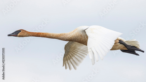 Wild trumpeter swan by a stream in Magee Marsh Wildlife Area in Ohio.