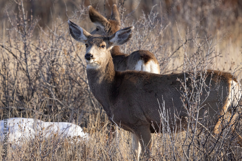 A wild mule deer at the Rocky Mountain Wildlife Arsenal in Commerce City, Colorado.