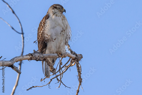 Obraz na płótnie A wild ferruginous hawk perched on a tree in Rocky Mountain Wildlife Arsenal in Commerce City, Colorado. w salonie