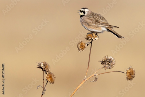 Obraz na płótnie A wild horned lark on a bush in Rocky Mountain Wildlife Arsenal in Commerce City, Colorado. w salonie