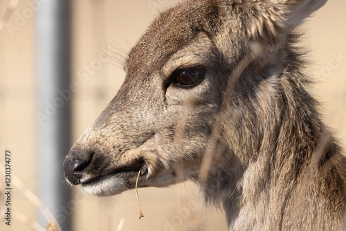 Obraz na płótnie A wild mule deer at the Rocky Mountain Wildlife Arsenal in Commerce City, Colorado. w salonie